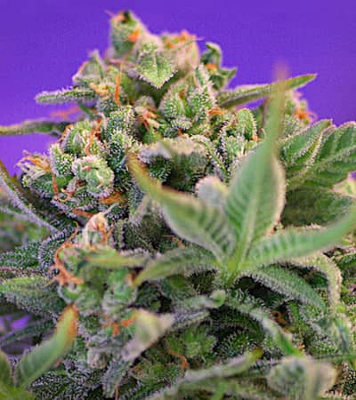 Sweet Cheese > Sweet Seeds | Feminisierte Hanfsamen  |  Sativa